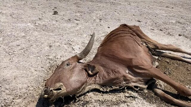 Ngamilland Botswana Africa Dec 8 2024. Dying cow due to drought and a no rain together with over grazing in this African country. 