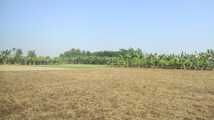 Obraz premium Agriculture green land from India 