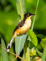 A mockingbird (Donacobius atricapilla) near the town of Tef&egrave;.