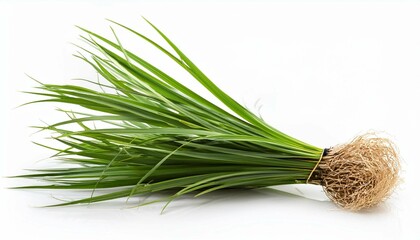 forced perspective vetiver grass isolated on white background