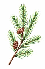 Fototapeta premium A delicate Christmas green pine branch with pine cones.