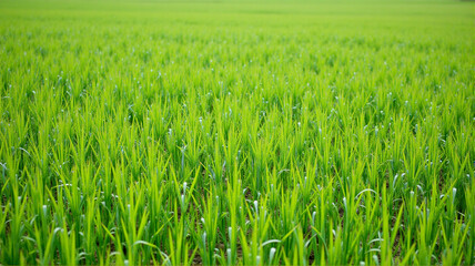 Obraz premium green wheat field