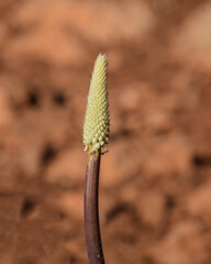 Drimia maritima - Sea squill