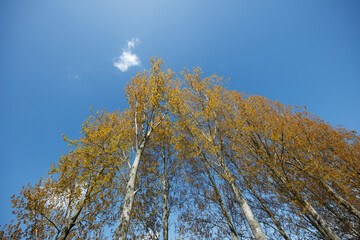 Obraz premium Low-angle view of numerous trees with pale yellow-gold foliage against a clear blue sky. A few wispy clouds are visible.