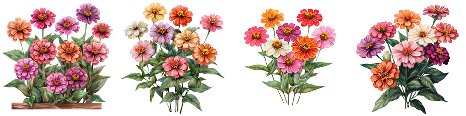 Obraz premium Cheerful and Vibrant Zinnia Bush Filled with Colorful Flowers Attracting Butterflies in a Lush Garden Landscape The Zinnias Bloom with a Variety of Hues