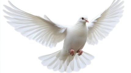 Obraz premium White Dove in Flight Against a Light Background Captured Elegantly