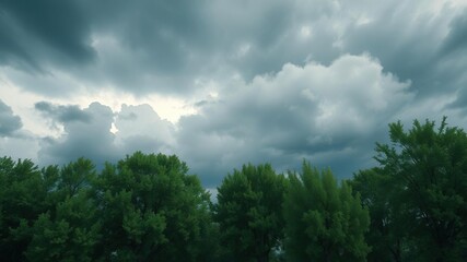 Obraz premium Trees sway gently in the breeze beneath a vast expanse of dark and foreboding clouds , atmosphere, natural, branch