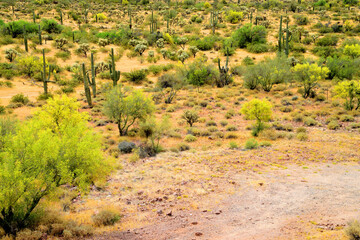 Central Sonora Desert Arizona