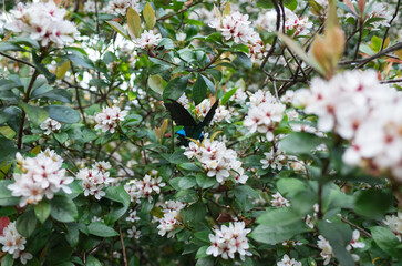 butterfly on a flower