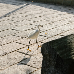 seagull on a stone