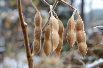 Nutritional benefits and versatile uses of soybeans in modern diets and culinary practices