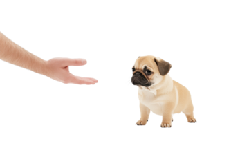 A cute pug dog sits attentively, looking at an outstretched hand.
