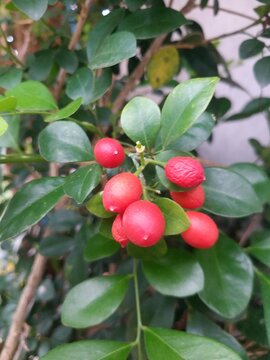 Triphasia or kingkit lime ranti decoration plant