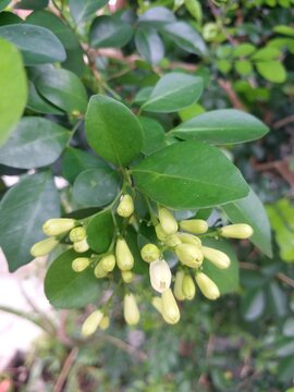Triphasia or kingkit lime ranti decoration plant