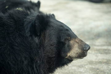 retrato de oso tibetano