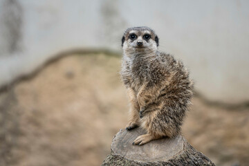 Fototapeta premium Suricata retrato