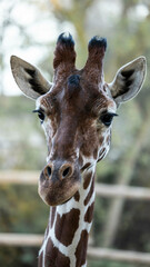 Fototapeta premium jirafa cara