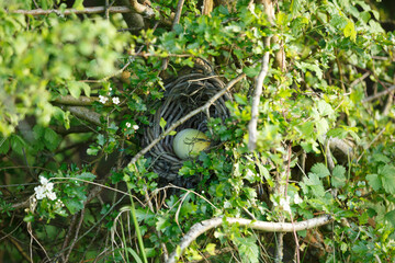 Bird's nest nestled within dense foliage, containing a single egg.  Hidden amongst branches and...