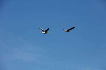 Two geese soar against a clear, vibrant blue sky.  A tranquil scene of avian flight.