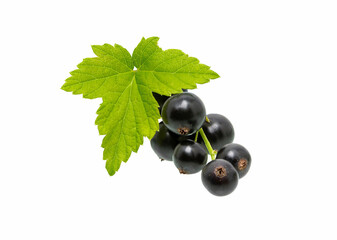 Currant black on white