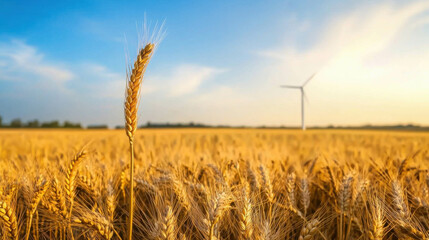 Naklejka premium Golden Wheat Field Stretching to the Horizon under a Blue Sky and Wind Turbine