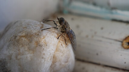 Fliege