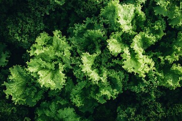 Fototapeta premium A close up of green leaves with a lush green color