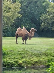 Dromedar, Tierpark, Berlin