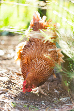Isa brown layer hen on farm pecking in dirt