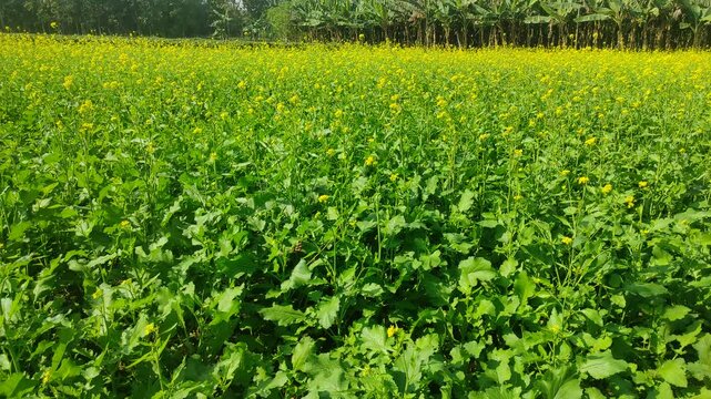 Mustard plants farm ( sarso khet) having yellow growing flower bloom, oilseeds	