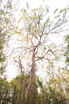 tallowwood tree growing in a forest near Brisbane