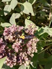 Xylocopa latipes collect nectar from ocimum basilicum flower or broad-handed carpenter bee on Basil plant 