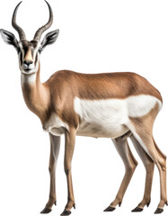 Obraz premium Gazelle transparent PNG, isolated, cut-out