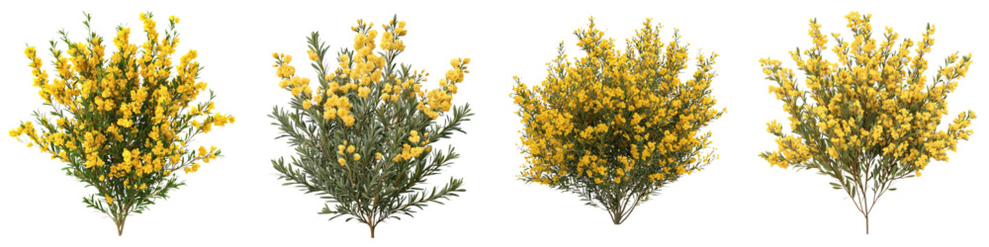 Vibrant Flowering Gorse Bush in Lush Natural Landscape   Image of a Wild Blooming Gorse Shrub with Bright Yellow Flowers and Green Foliage