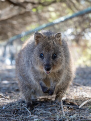 Obraz premium Adorable quokka smiling and standing on natural forest ground