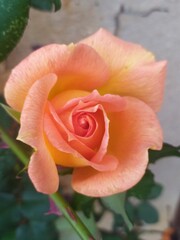 Obraz premium Rosa color naranja