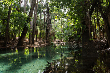 Pool at the base of rainforest