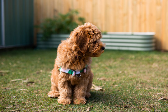 caramel labradoodle puppy in a backyard