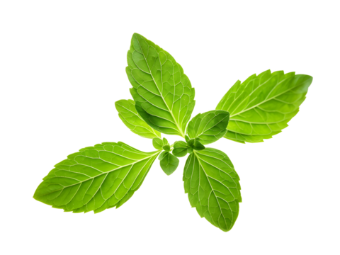stevia rebaudiana leaves isolated on white background