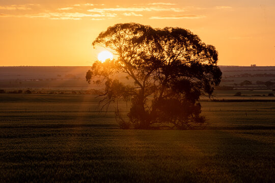 A solitary tree stands prominently under the sunset sky.