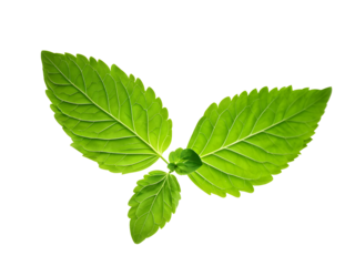 stevia rebaudiana leaves isolated on white background