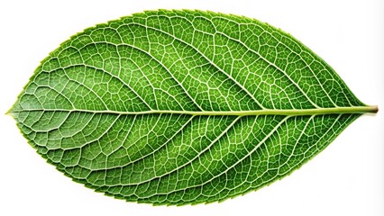 Obraz premium green leaf isolated on white