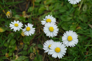 Obraz premium Close-up of several white daisies with yellow centers, growing in a grassy field. Springtime flora.