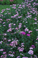 Flowers in the garden for background