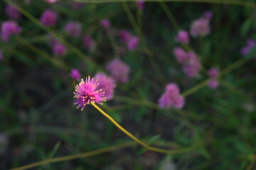 Obraz premium Flowers in the garden for background