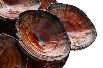 Beautiful Red Mushroom