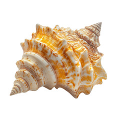 Seashell  on Transparent Background