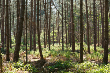 Fototapeta premium Dense pine forest floor, sunlight filtering through trees. Green undergrowth.