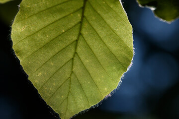 Close-up of a leaf's intricate vein structure, showcasing a detailed network of cells.  Fringed...