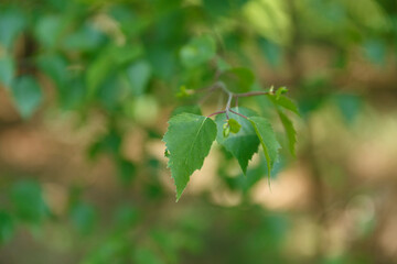Close-up of fresh green birch leaves on a branch.  Blurred background suggests a leafy environment.